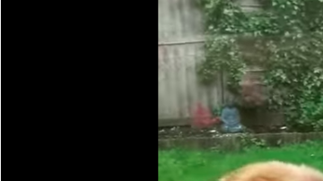 Este gatito les lleva flores a los vecinos todos los días.