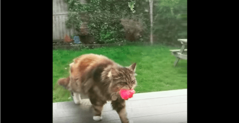 Este gatito les lleva flores a los vecinos todos los días.