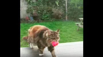 Este gatito les lleva flores a los vecinos todos los días.