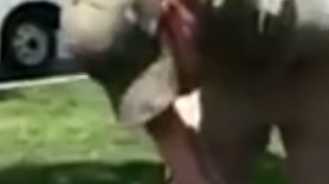 Este perro se perdió y apareció a 2,000 millas de su hogar.