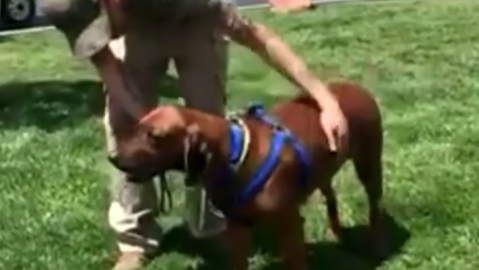 Este perro se perdió y apareció a 2,000 millas de su hogar.