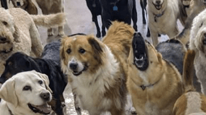 La foto parece tomada por  Rouge, un labrador.