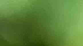 Las tortugas marinas están amenazadas.