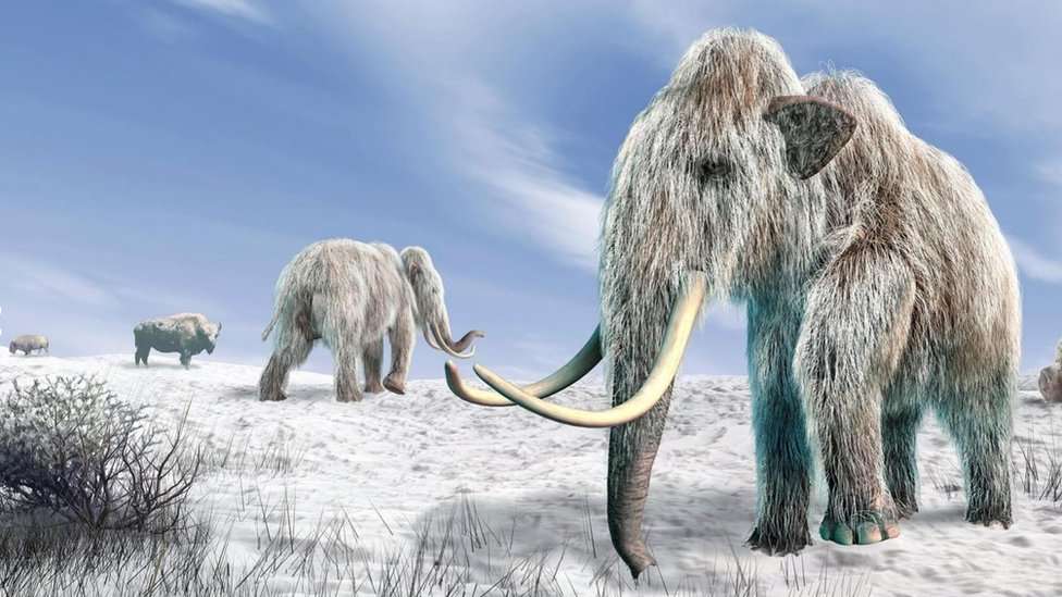 Es posible que volvamos a traer al mamut lanudo en forma de un elefante híbrido.
