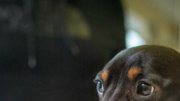 Trevor, un perro salchicha de cuatro años, quedó hinchado después de desarrollar una condición extraña.