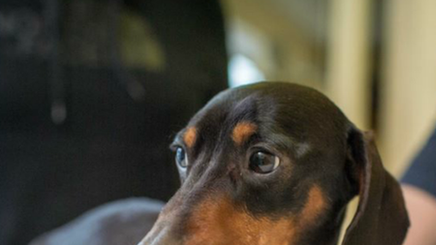 Trevor, un perro salchicha de cuatro años, quedó hinchado después de desarrollar una condición extraña.