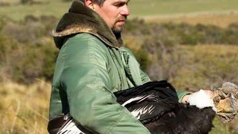 Sergio Lambertucci  estudia los cóndores en la Patagonia. Foto: Gonzalo Ignazi
