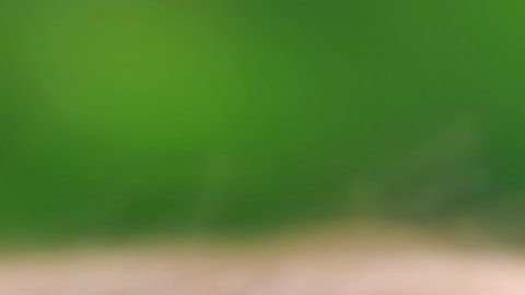 La malaria la causa un parásito y la transmiten mosquitos infectados.