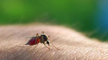 La malaria la causa un parásito y la transmiten mosquitos infectados.