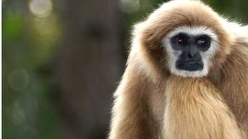 Los gibones se consideran los monos más pequeños del mundo.