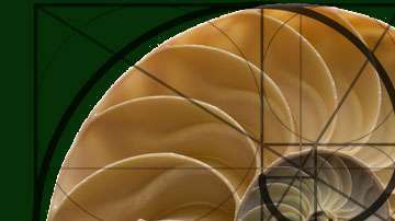 La concha del nautilinos  es la imagen usada para ilustrar el desarrollo del cálculo.