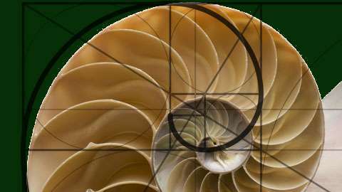 La concha del nautilinos  es la imagen usada para ilustrar el desarrollo del cálculo.