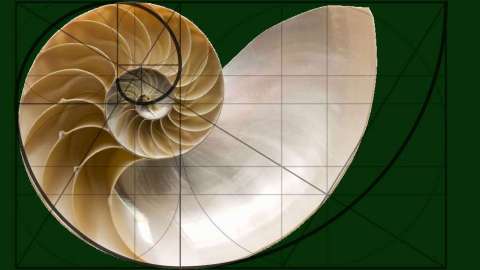 La concha del nautilinos es la imagen usada para ilustrar el desarrollo del cálculo.