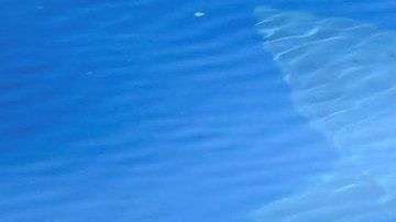 Pudieron observar de cerca al tiburón durante 70 minutos.