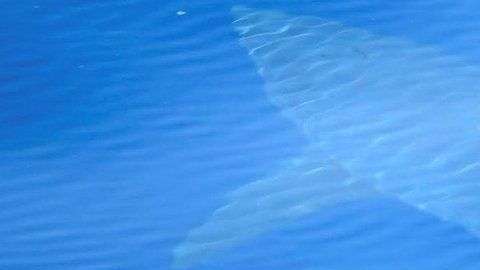 Pudieron observar de cerca al tiburón durante 70 minutos.