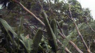 Los ciclones tropicales se desplazan cada vez más despacio y causan más daños.