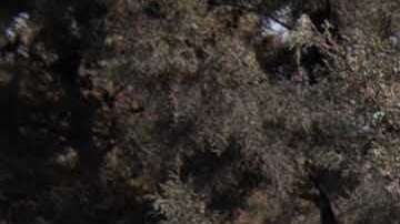 bomberos en labores de búsqueda en la aldea San Miguel Los Lotes.
