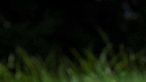 Un homenaje en memoria de las víctimas del tiroteo contra la redacción del periódico Capital Gazette.