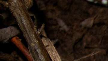 Los cachorros fueron hallados por NPS en las Montañas de Santa Monica.