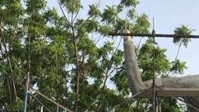 La estatua del colombiano Radamel Falcao en su ciudad natal va viento en popa.