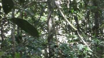 Científicos miden el terreno los efectos de la sequía en la Amazonía.