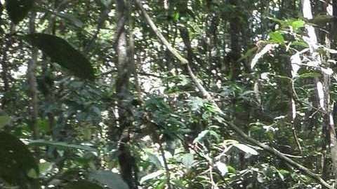 Científicos miden el terreno los efectos de la sequía en la Amazonía.