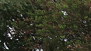 López Obrador lidera las encuestas de intención de voto en México.