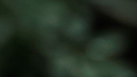Putin y Trump en el Foro de Cooperación Económica del Asia Pacífico.