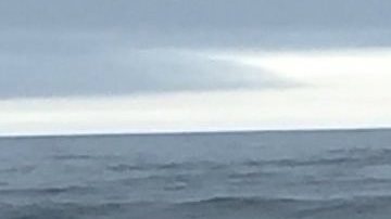 El cetáceo fue avistado ayer viernes