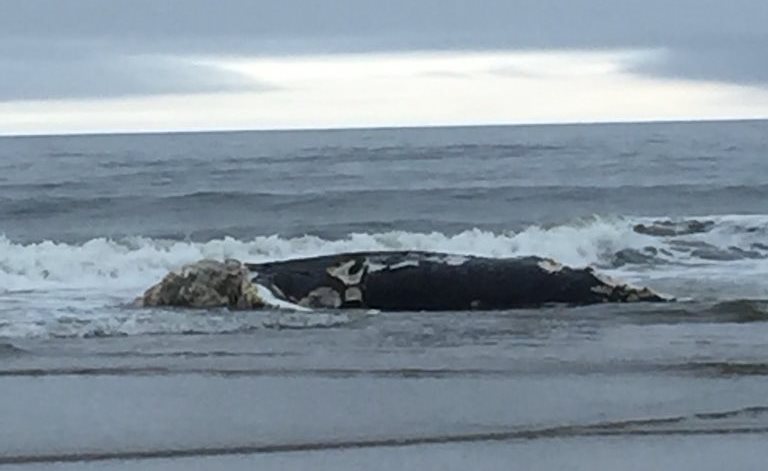 El cetáceo fue avistado ayer viernes