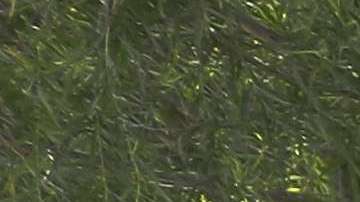 Agrentes de la Patrulla Fronteriza detienen a migrantes en McAllen, Texas.