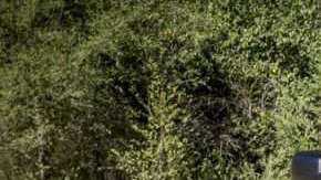 Un mosntruo que llegará en 2022.