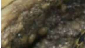 La tortuga mordedora fue sacrificada por las autoridades estadounidenses tras el incidente.