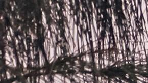 La isla sigue devastada a nueve neses del huracán María.