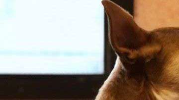 Un niño de tan solo 6 años quiere rescatar y adoptar a todos los perros posibles