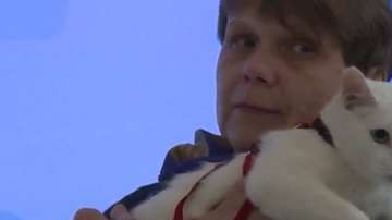 El famoso gato Aquiles vaticinó el triunfo de Nigeria y la eliminación de Argentina