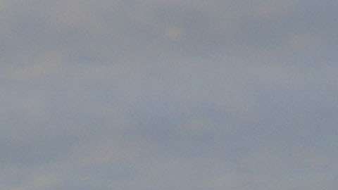 Un cocodrilo americano flota en el agua cerca de Homestead, Florida.