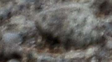 Las aves murieron por falta de alimento.