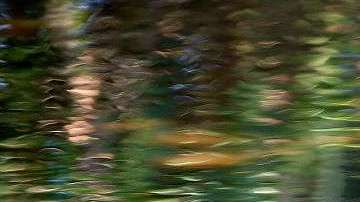 Un cocodrilo nada en las aguas en los humedales de Wakodahatchee en Delray Beach, Florida.