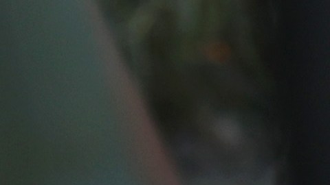 Agente de CBP toma en custodia a una niña y a su madre solicitantes de asilo.