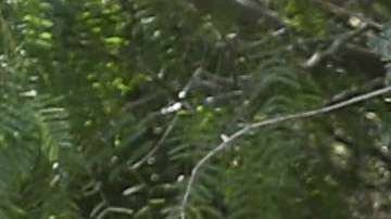 Ahora las familias serán detenidas juntas