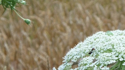 Heracleum Mantegazzianum