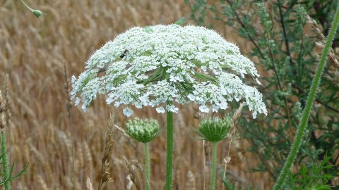 Heracleum Mantegazzianum