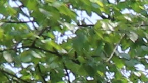 Barrio Crown Heights en  Brooklyn (NYC).