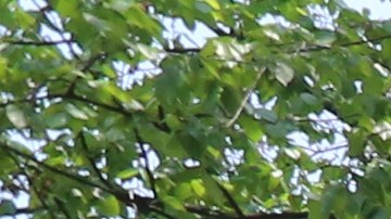 Barrio Crown Heights en  Brooklyn (NYC).
