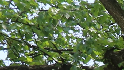 Barrio Crown Heights en  Brooklyn (NYC).