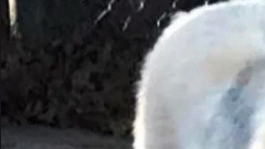 Nakita fue donada por una familia de Ronkonkoma