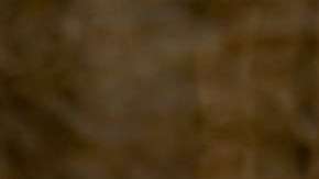 No se sabe de dónde salió el cocodrilo