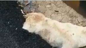 El perro murió y de una forma muy dolorosa.