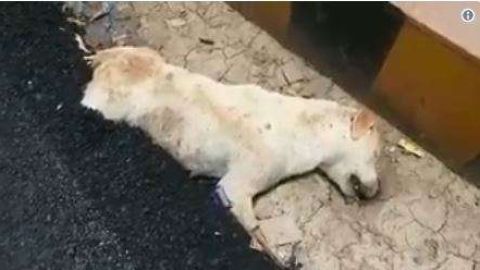 El perro murió y de una forma muy dolorosa.